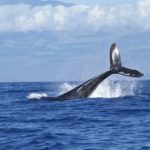 Male humpbacks use a number of tactics to threaten rivals